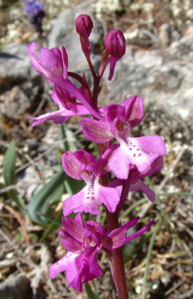 Orchidee di Marzo - Dalla Grecia con passione